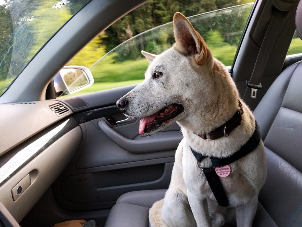 viajar con perro en el coche