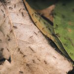 insectos