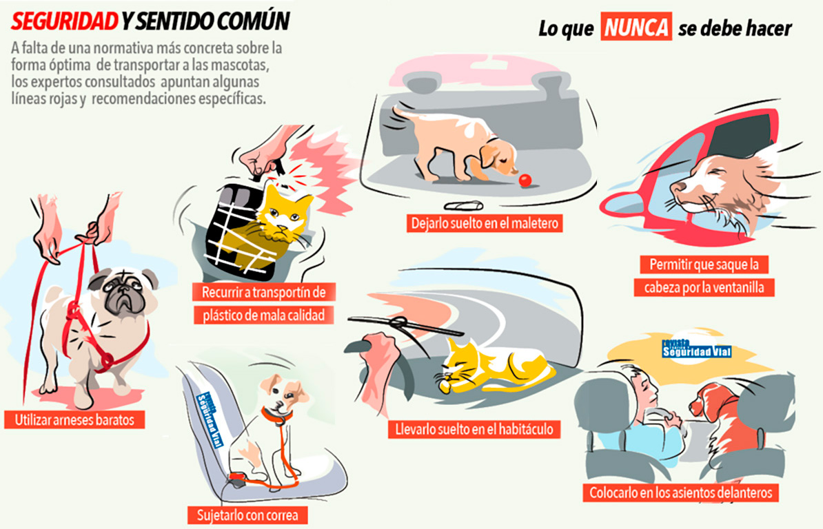 Lo que nunca se debe hacer con mascotas en el coche
