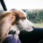 día del perro