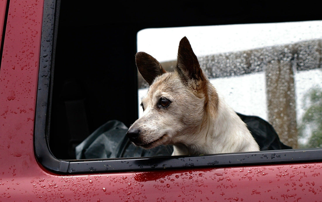 Viajar con perro en el coche: normativa y dudas frecuentes