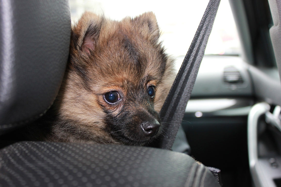 Llegan las vacaciones, ¿quieres viajar con tu mascota?