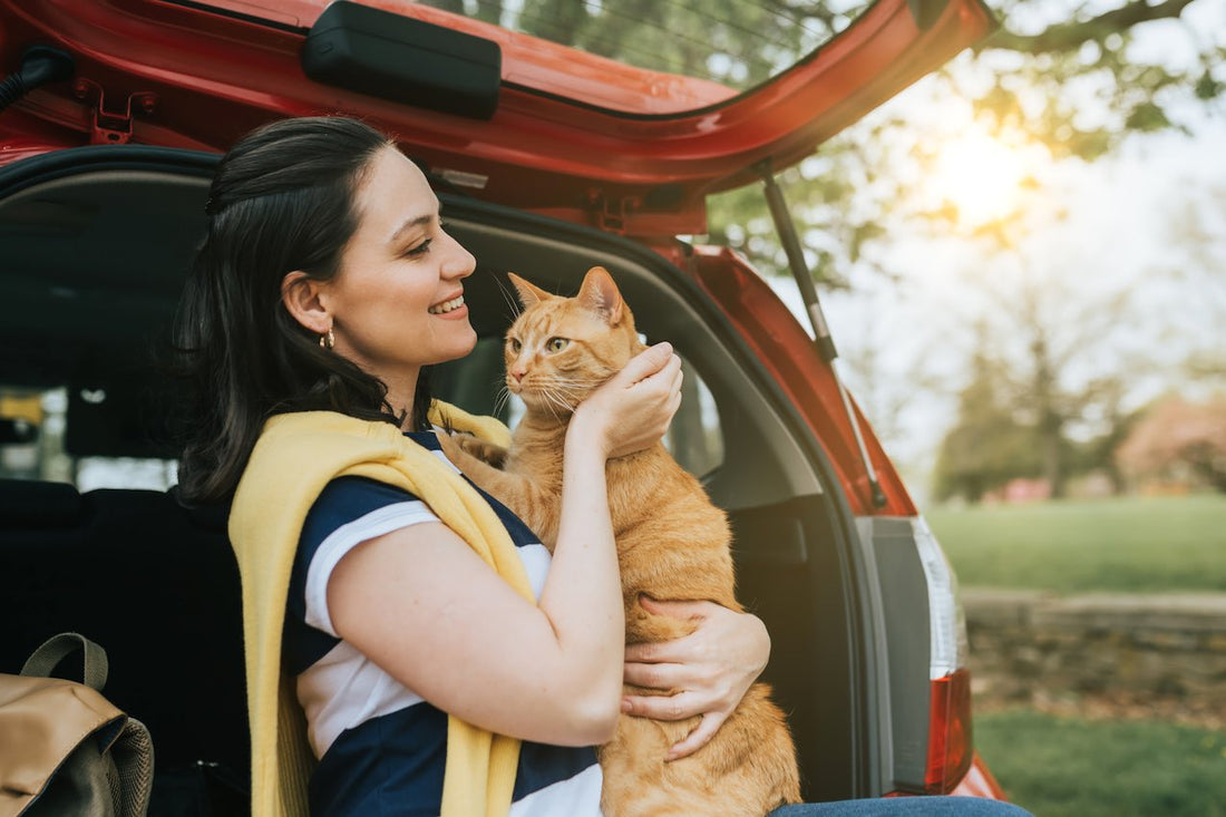 Viajar con gatos en el coche: ¿cómo puedes hacerlo?