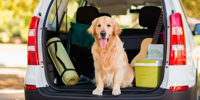 Una de cada tres mascotas viajan sueltas en el coche