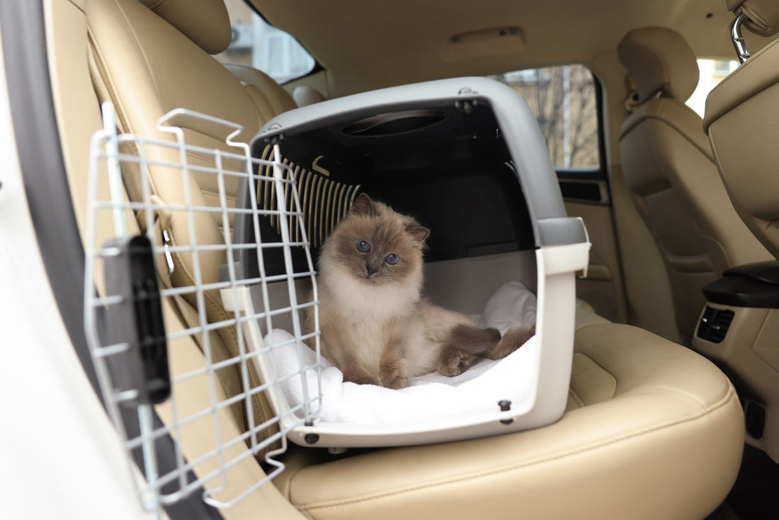 Día del Gato: Cómo viajar con tu felino de la forma más segura