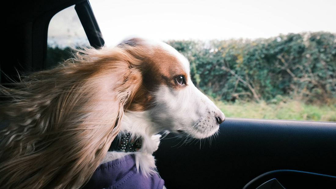 Día del Perro: ¿Cómo viajar con tu perro en coche sin estrés ni riesgos?
